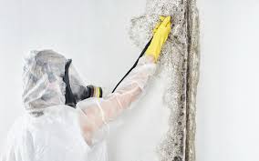 Mold Remediation for Vacation Homes in Winona, MS